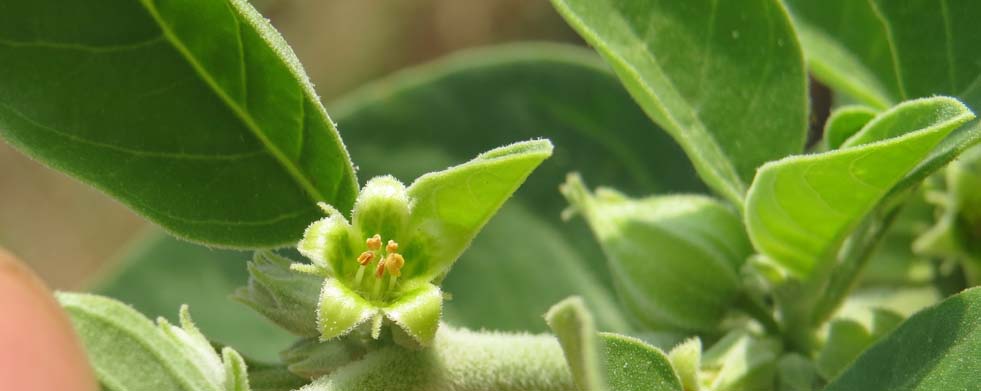 Die Blüte der Schlafbeere (Withania somnifera)